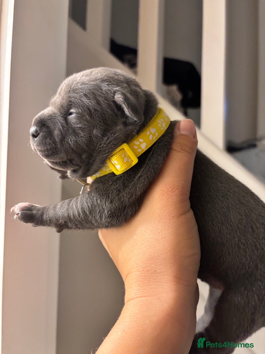 Staffordshire Bull Terrier dogs for sale: Beautiful Blue Stafford bullterriers - Image 19