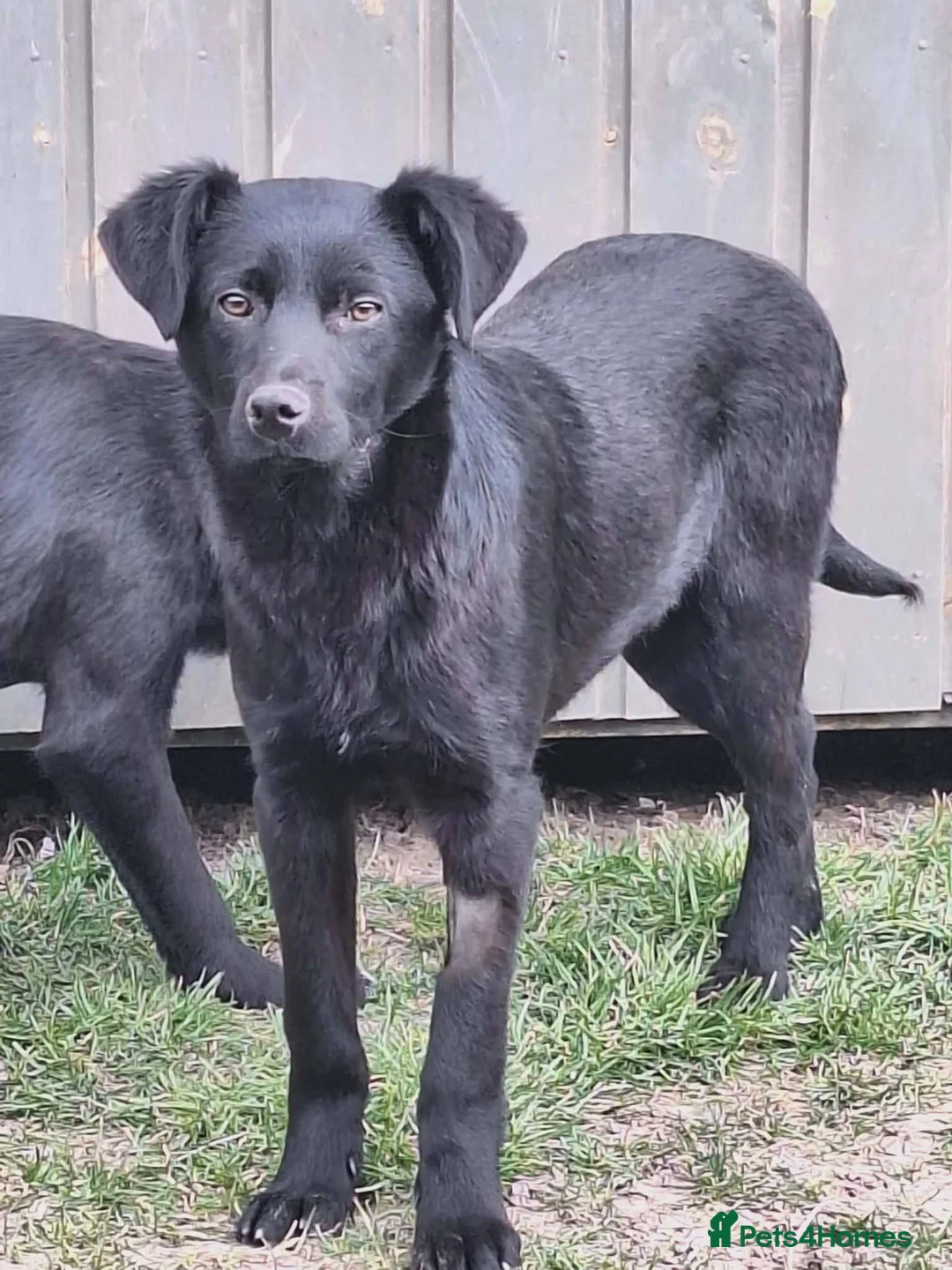 Mixed Breed dogs for adoption: Mocha for adoption - Advert 2