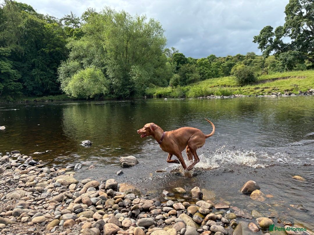 Hungarian Vizsla dogs for sale: Ready to leave KC Registered Vizsla Puppy  - Advert 21
