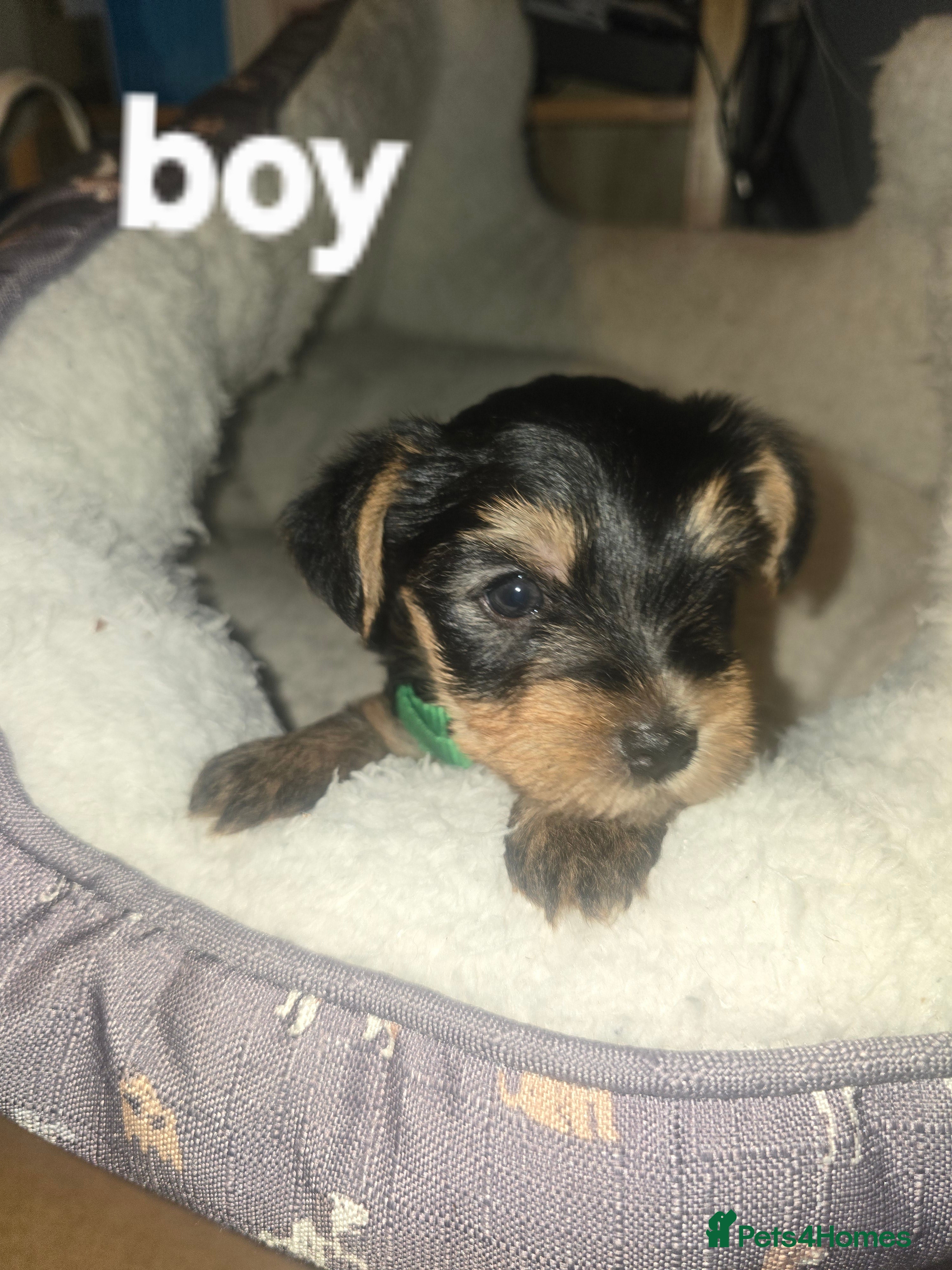 Yorkshire Terrier dogs 6 puppies of Yorkshire terrier - Advert 2