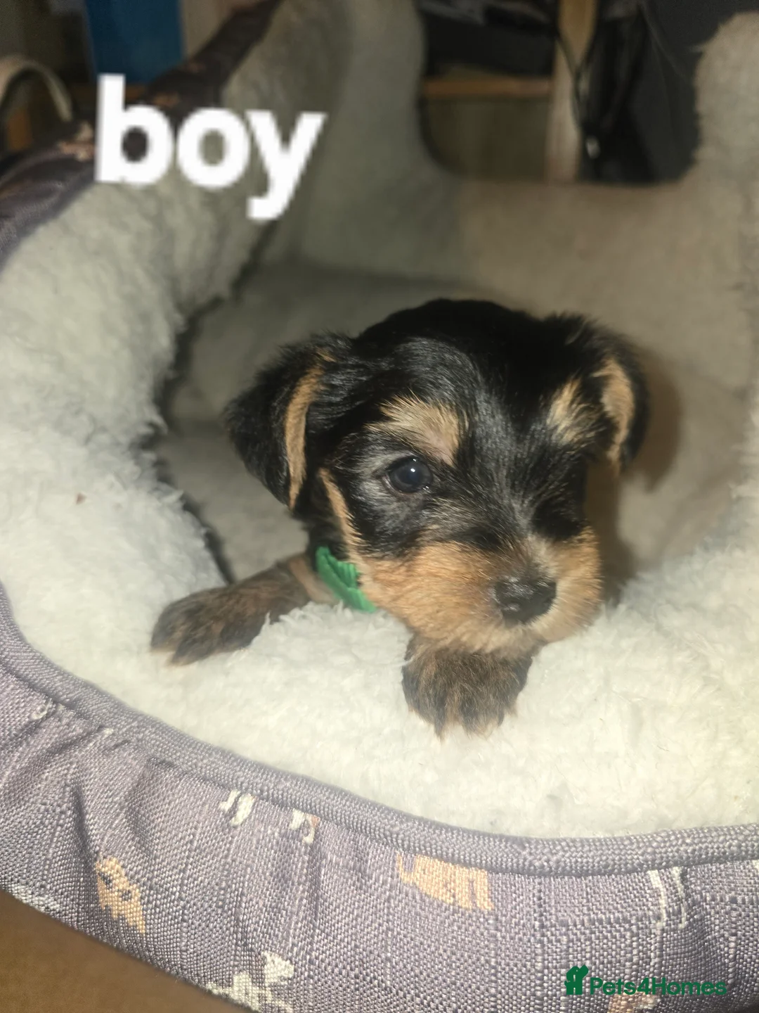 Yorkshire Terrier dogs for sale: 6 puppies of Yorkshire terrier - Advert 2
