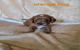 Cavapoo dogs for sale: Beautiful F1 cavapoo puppies - Image 7