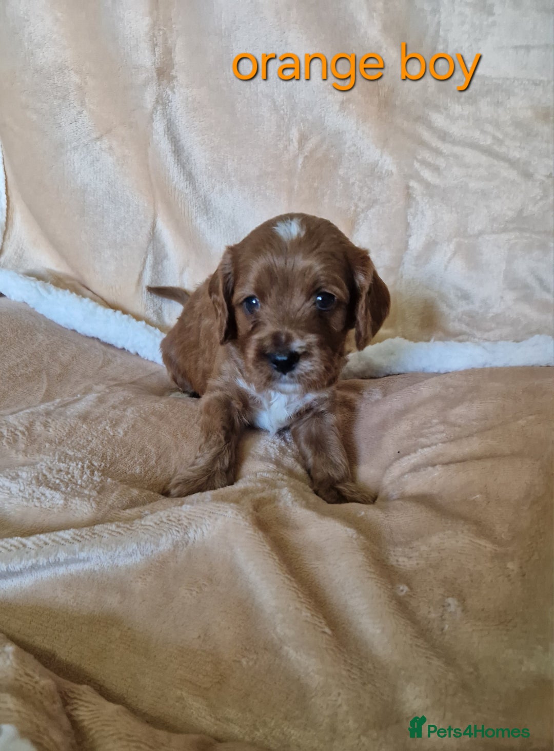 Cavapoo dogs for sale: Beautiful F1 cavapoo puppies - Image 7