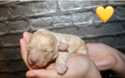 Cockapoo dogs for sale: Health tested Asian toy Cockapoo puppies  - Image 12