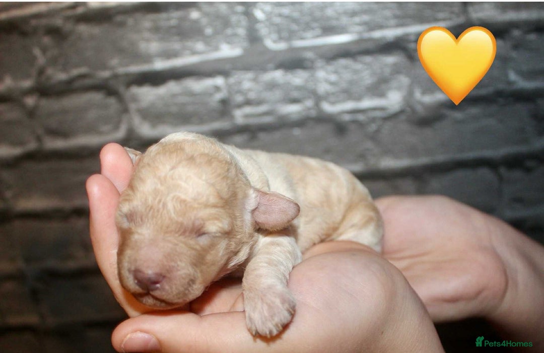 Cockapoo dogs for sale: Health tested Asian toy Cockapoo puppies  - Image 12