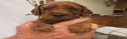 Mixed Breed dogs for sale: Australian Labradoodles RED/ WHITE TUX Girls  - Advert 27