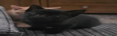 British Shorthair 3