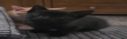 British Shorthair cats for sale: 3 Gorgeous Babies looking for their forever homes. - Advert 8