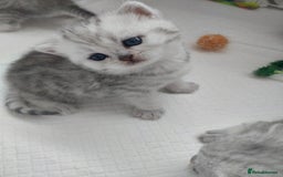 British Shorthair cats for sale: British short hair kittens  - Image 3