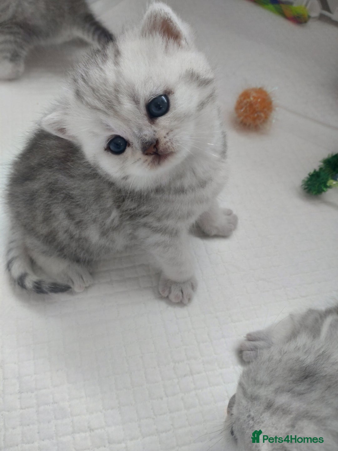 British Shorthair cats for sale: British short hair kittens  - Image 3