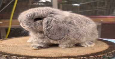 Mini Lop rabbits - Advert 8