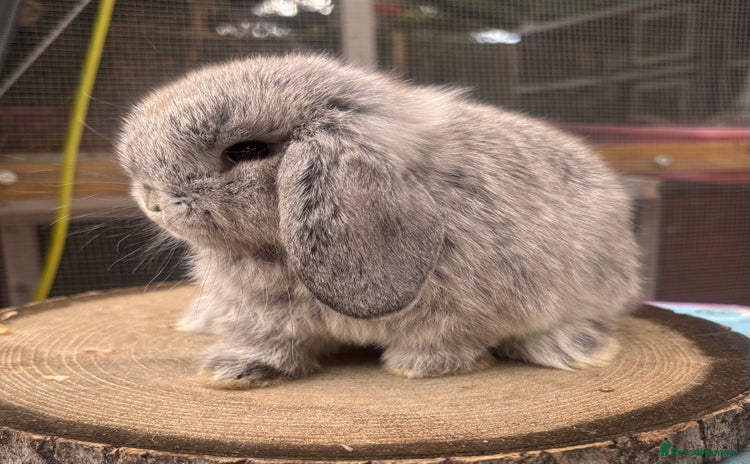Mini Lop rabbits - Advert 1