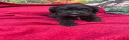 Cockapoo dogs for sale: American cockapoos - yankydoodles - Advert 37