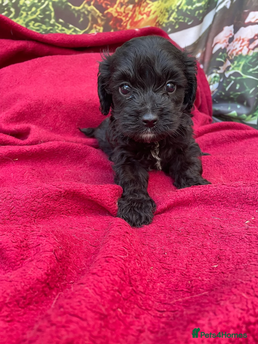 Cockapoo dogs for sale: American cockapoos - yankydoodles - Advert 37