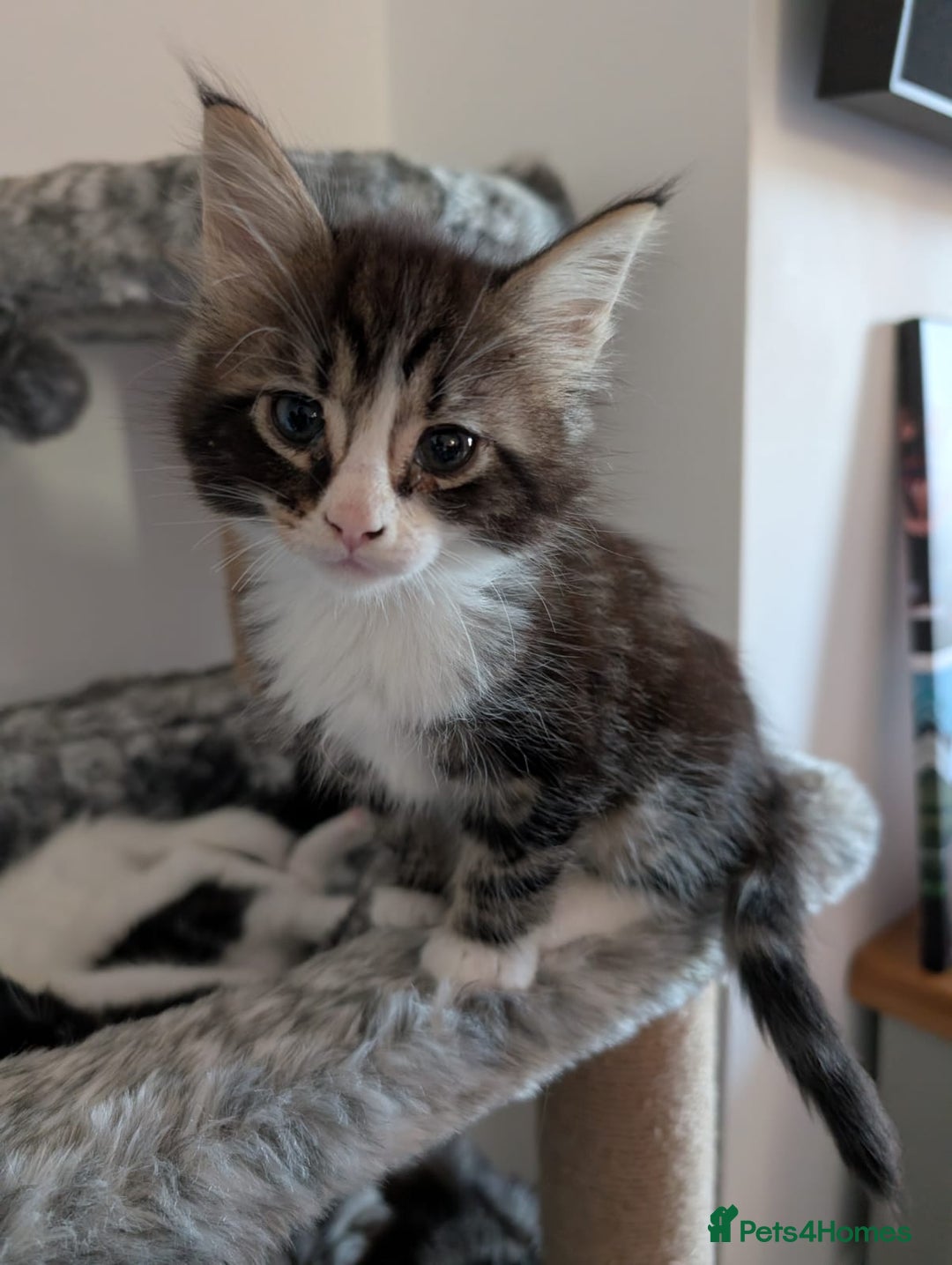 Mixed Breed cats for sale: Maincoon X - Advert 4