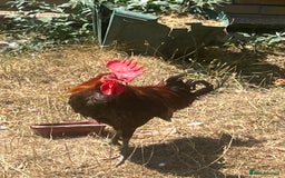 Chickens poultry for sale: Two cockerel for sale  - Image 5