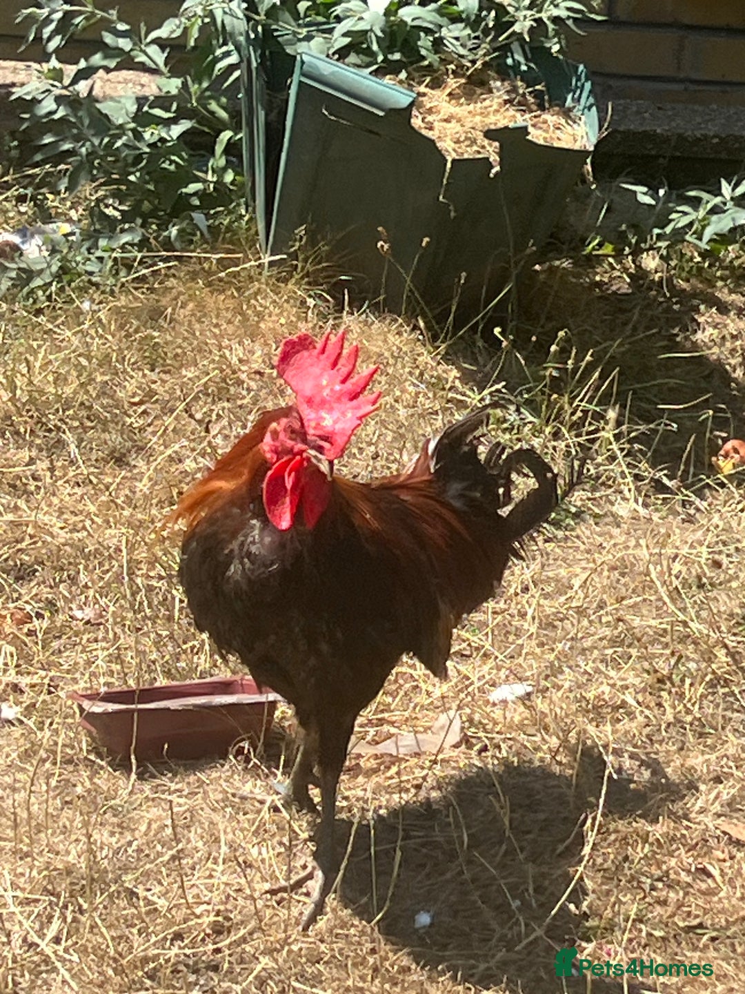 Chickens poultry for sale: Two cockerel for sale  - Image 5
