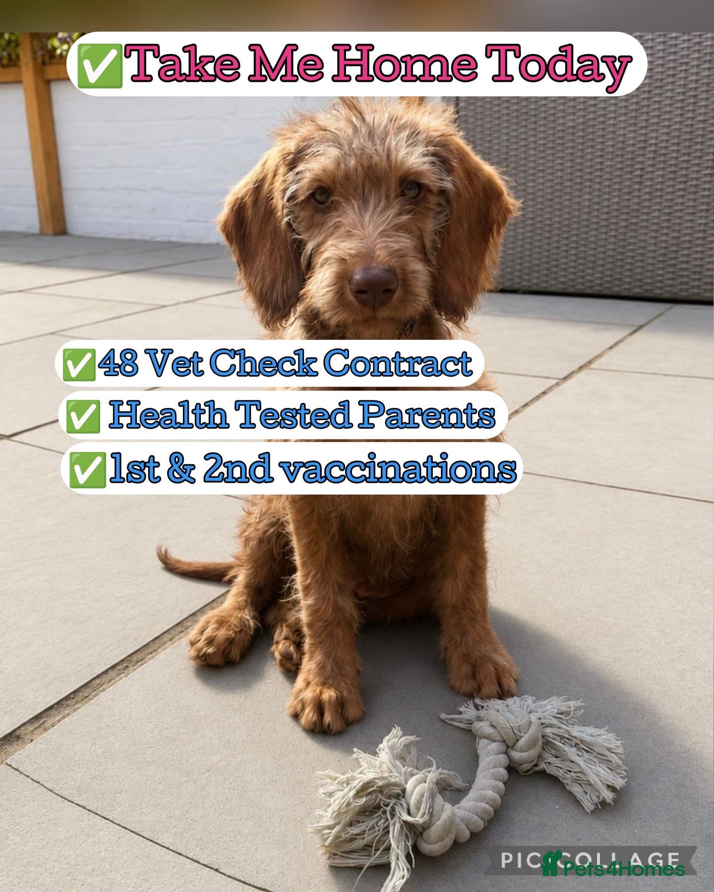 Labradoodle dogs Labradoodles puppies ready now fully vaccinated  - Advert 10