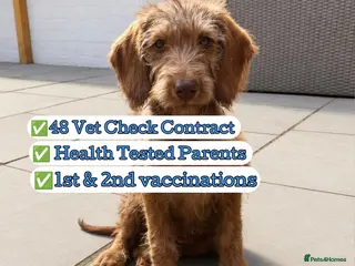Labradoodle dogs Labradoodles puppies ready now fully vaccinated - Advert 10