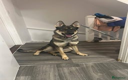 German Shepherd dogs for sale: German shepherd  in Snodland - Image 1
