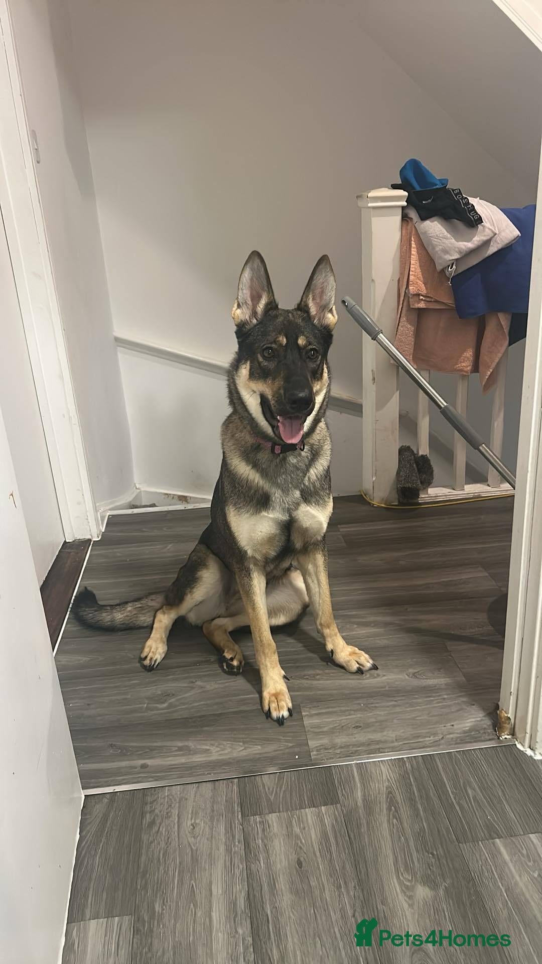 German Shepherd dogs for sale: German shepherd  in Snodland - Image 1