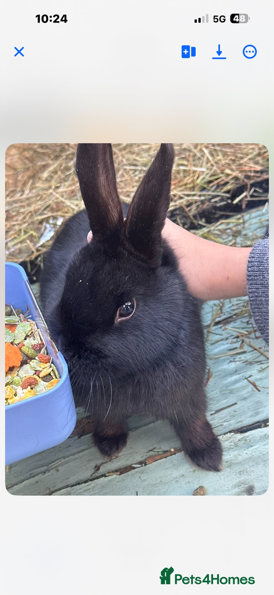 Mixed Breed rabbits for sale: Rabits for sale  in Watford - Advert 1