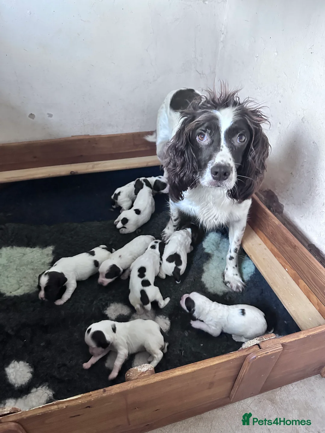 English Springer Spaniel dogs for sale: KC registered springer spaniel puppies  - Advert 5