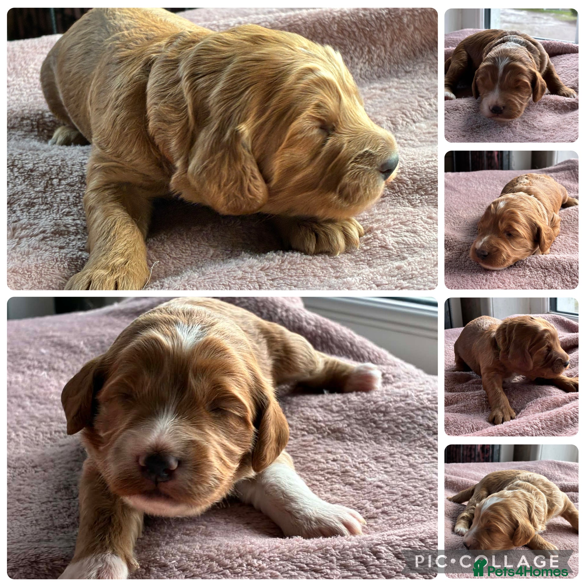 Cockapoo dogs 💜 F1 Cockapoo puppies 💜 - Advert 1