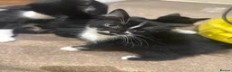 Mixed Breed cats for sale: 4 Kittens for sale - Advert 5
