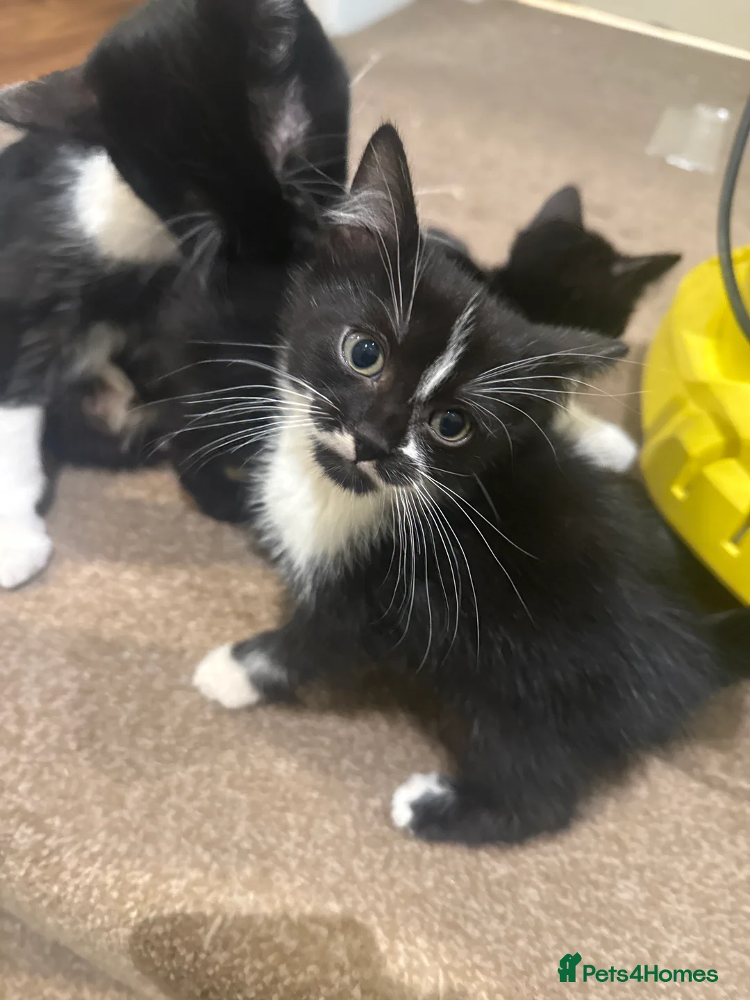 Mixed Breed cats for sale: 4 Kittens for sale - Advert 5