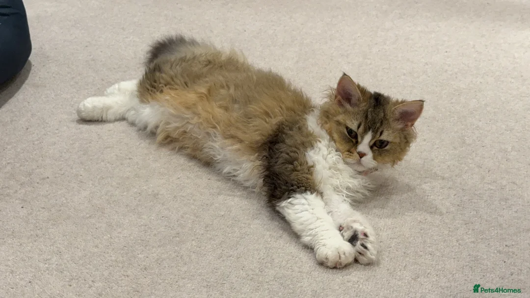 Selkirk Rex cats for sale: Pumpkin  - Advert 3