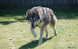 German Shepherd dogs for sale: RARE TAMASKAN PUPS. EMBARK PEDIGREE AND REGISTERED - Image 10