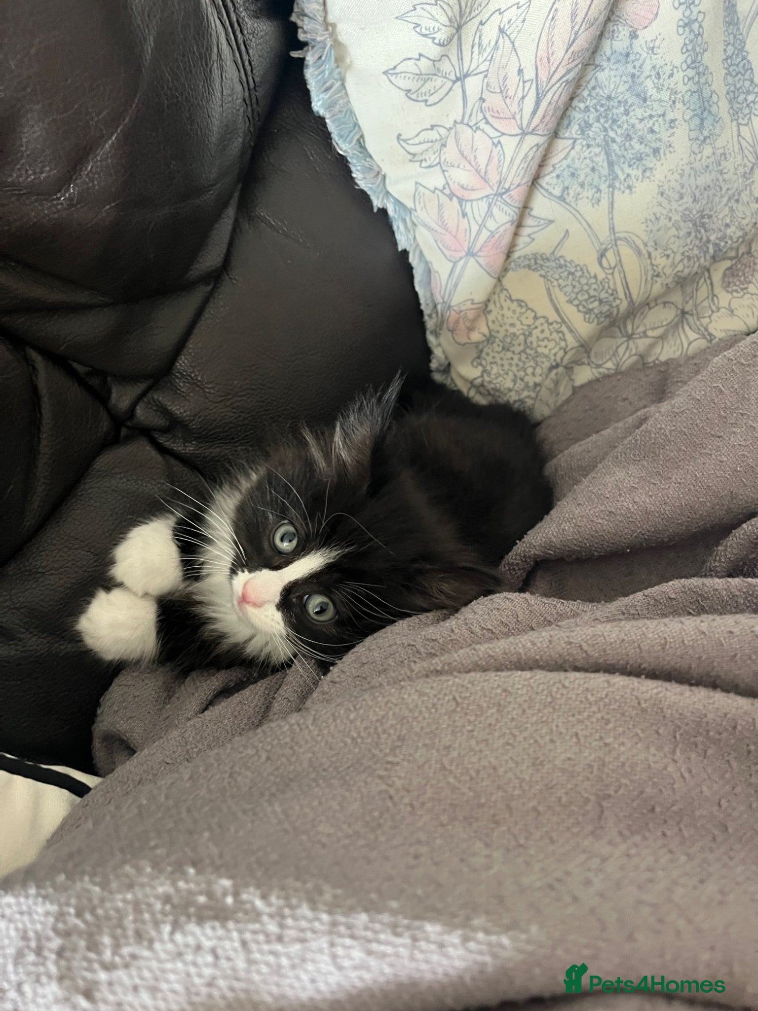 Ragdoll cats for sale: URGENT REHOME 8 week old male kitten half ragdoll in Consett - Advert 5