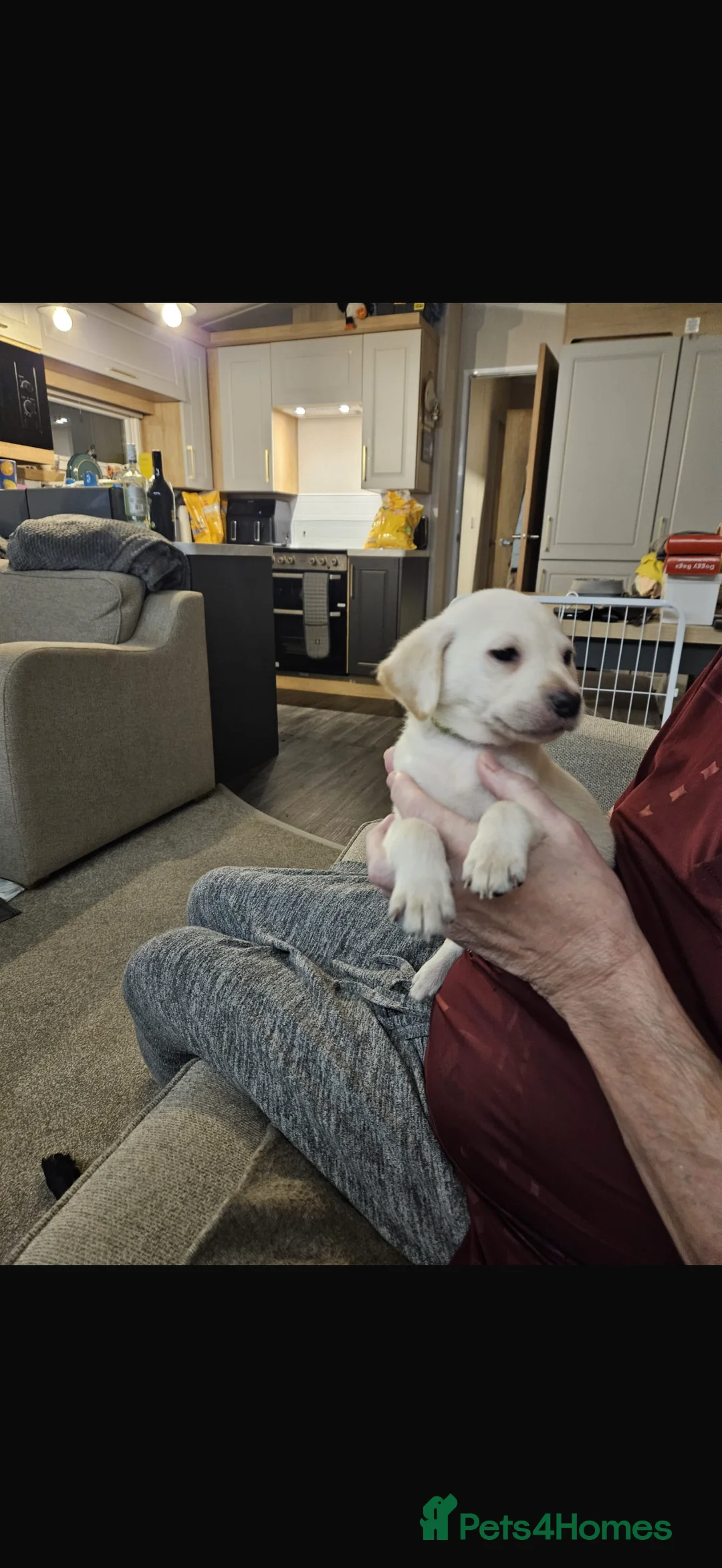 Labrador Retriever dogs for sale: *** ALL PUPS RESERVED ** - Advert 3