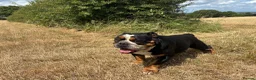 English Bulldog dogs for sale: Two English bulldogs  - Advert 3