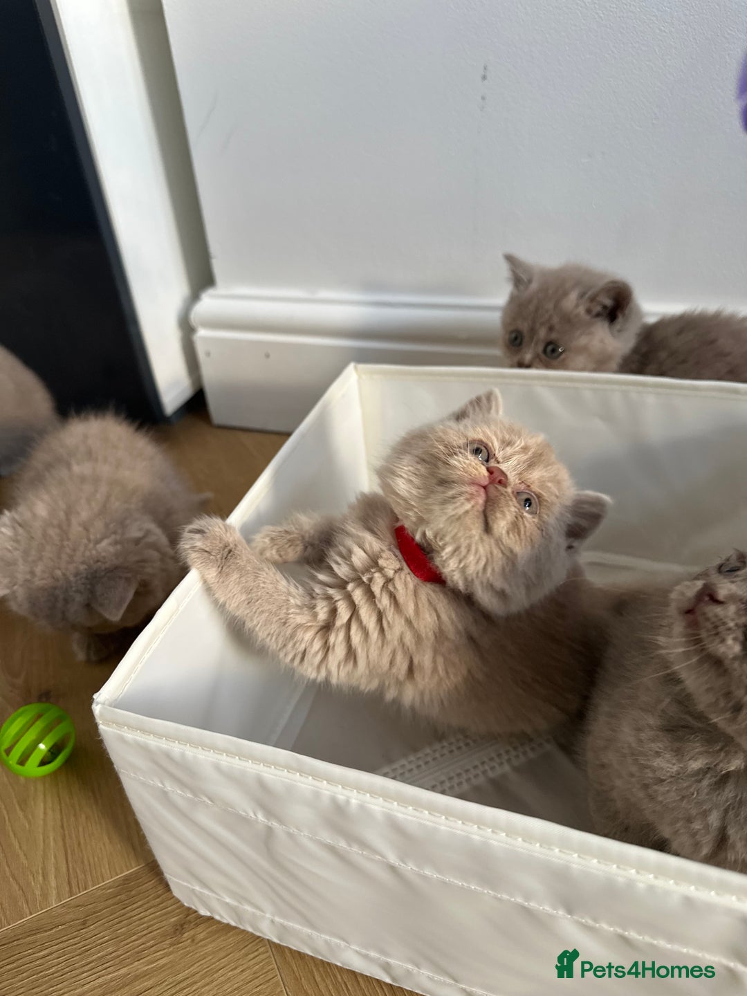 British Shorthair cats for sale: 🌈🌈😍😍Stunning Pure Pedigree Litter BSH ❤️❤️🌈🌈 - Advert 16