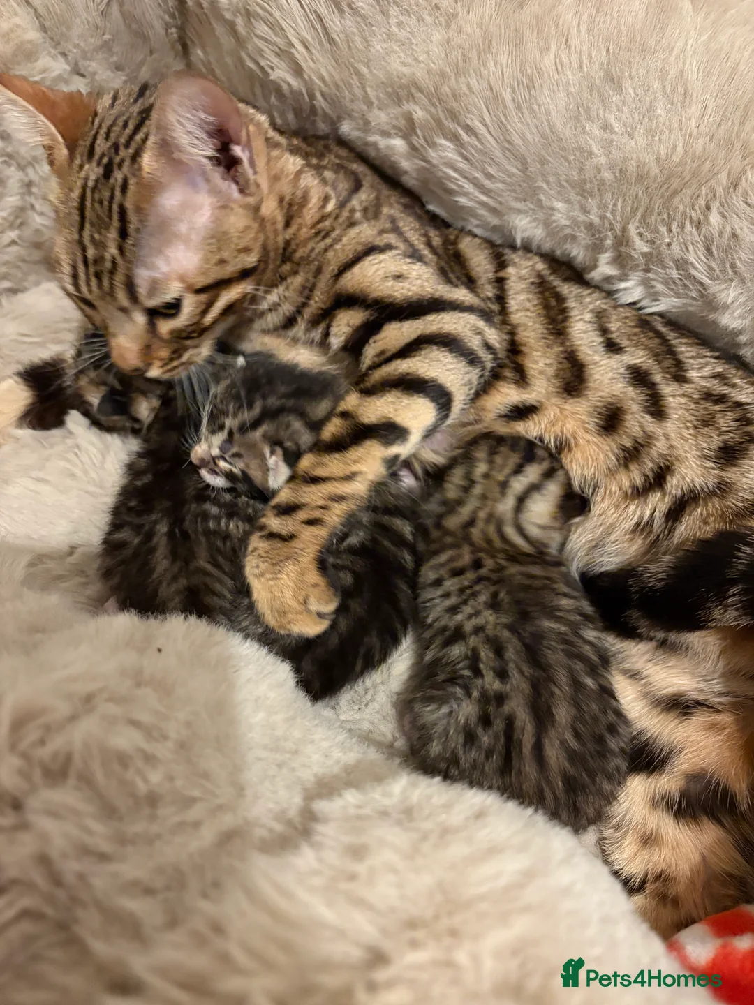 Bengal cats for sale: Bengal kittens  - Advert 8