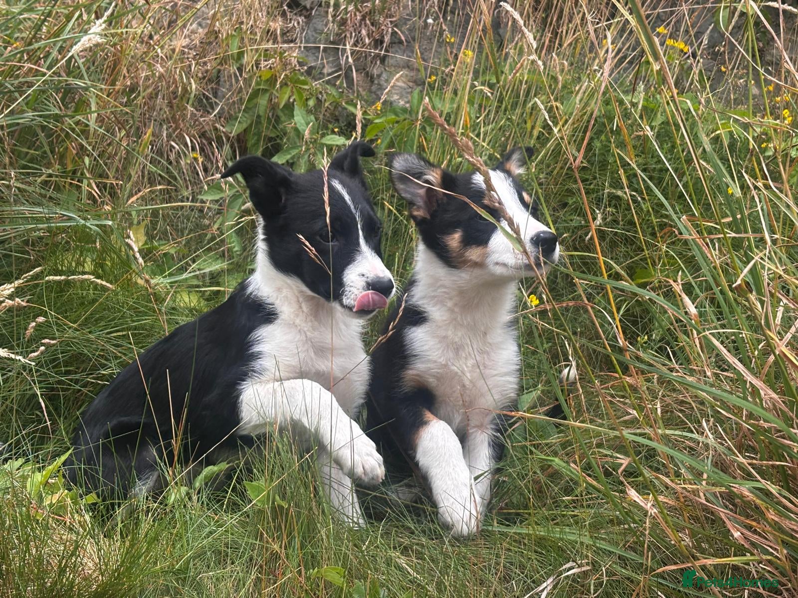 Border Collie dogs AVAIlABLE NOW - Beautiful Collie Puppies - Advert 1