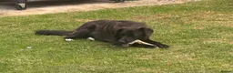 Mixed Breed dogs for adoption: ❤️🐶 YUKI – SHE WAS NOT AFRAID OF MEN in Rayleigh - Advert 5