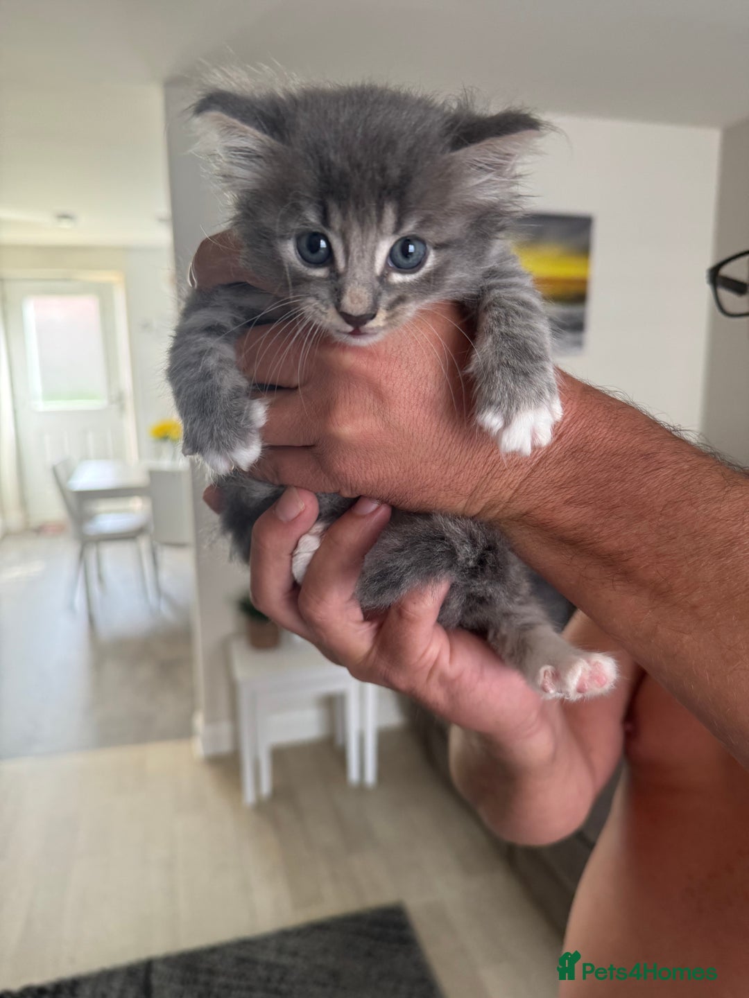 Mixed Breed cats for sale: Kittens for sale  - Image 4