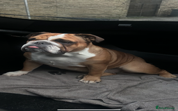 English Bulldog dogs for sale: English Bulldog puppies - Image 6
