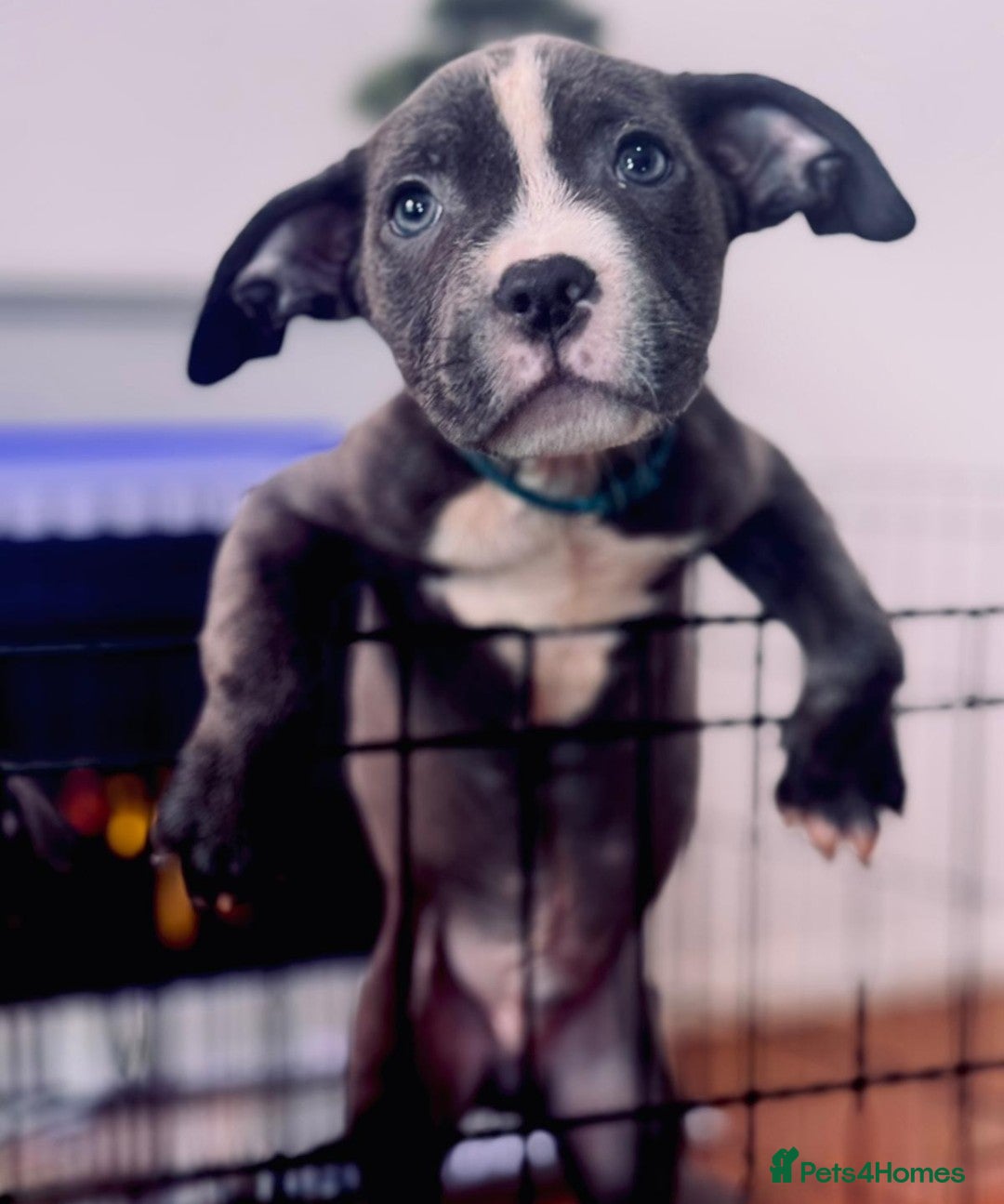 American Bull Staffy dogs for sale: American Blue Staff Pups For Sale. - Image 1