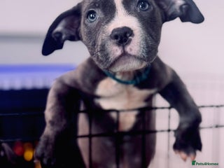 American Bull Staffy dogs - Advert 3