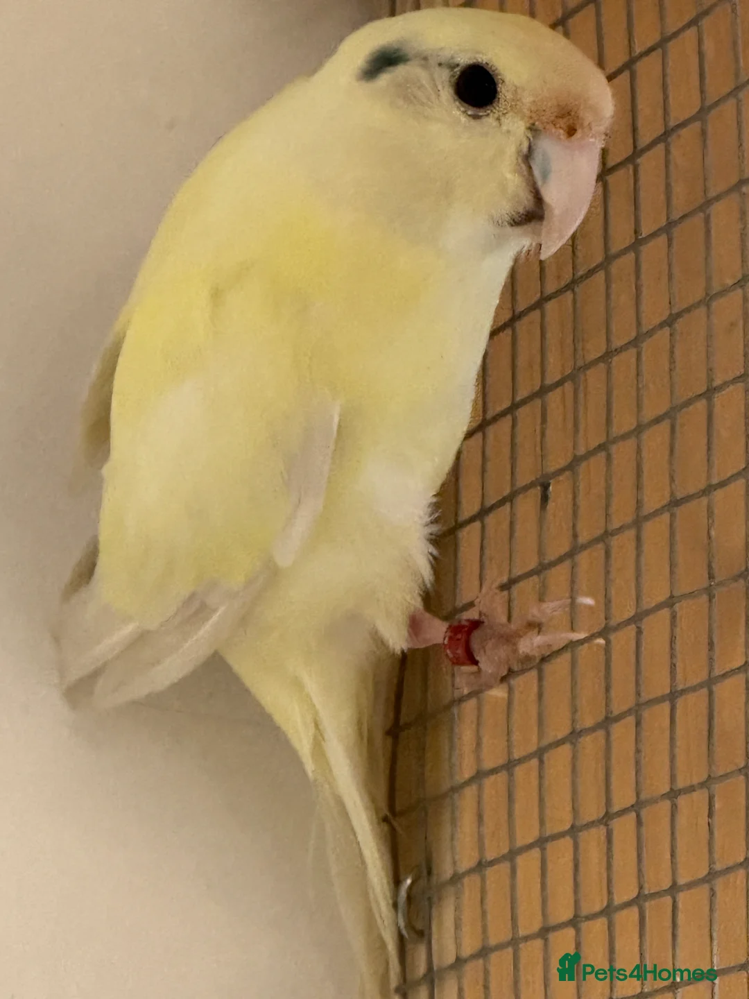 Parakeets birds for sale: KAKARIKIS, MALES AND FEMALES AVAILABLE, PIED ETC - Advert 2