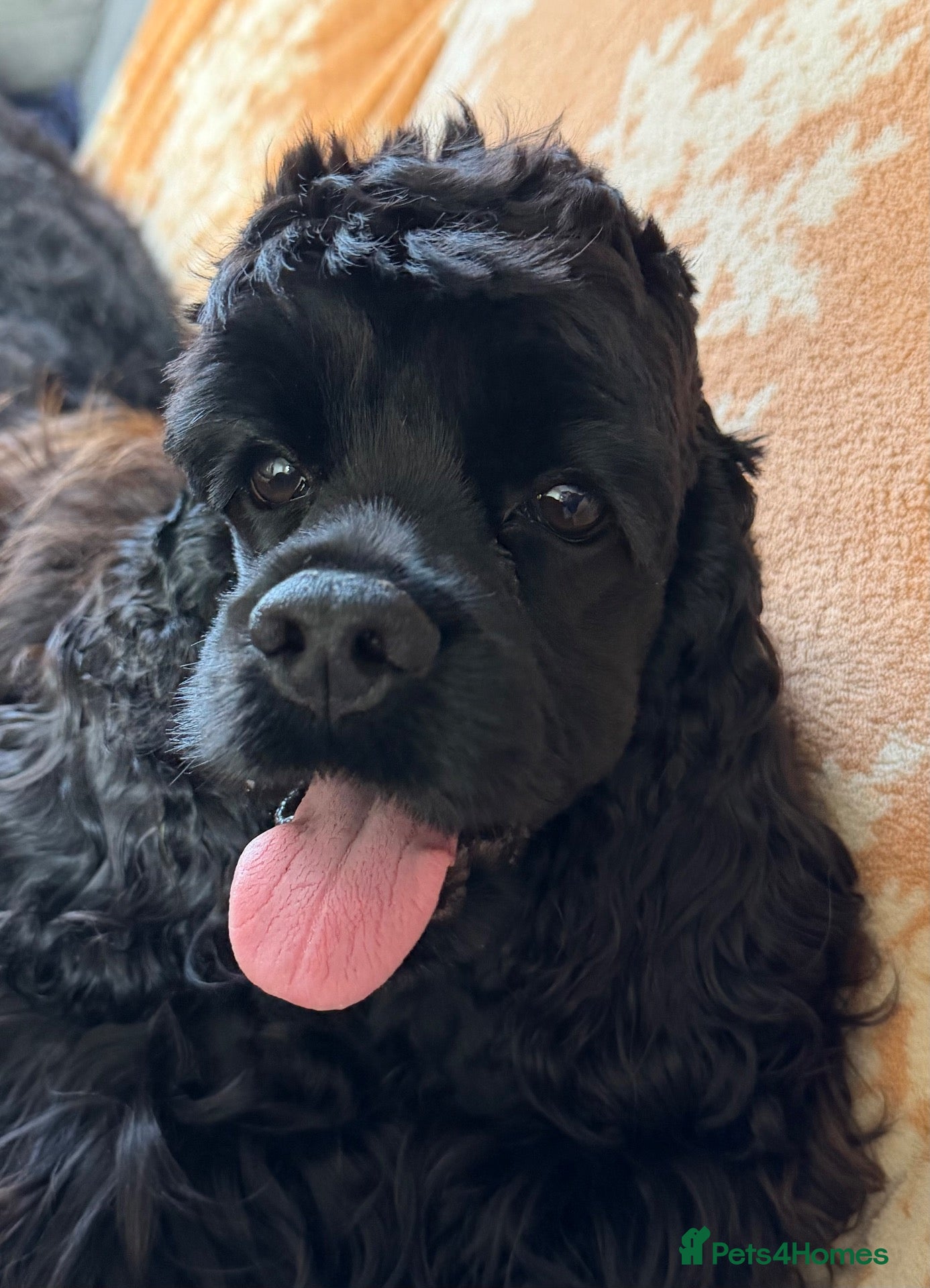 American Cocker Spaniel dogs Show quality amazing girl  - Advert 8