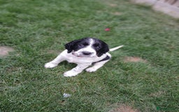 Sprocker dogs for sale: READY NOW !! 3 sprocker spaniels left  👀🏡✨️ in Wakefield - Image 35