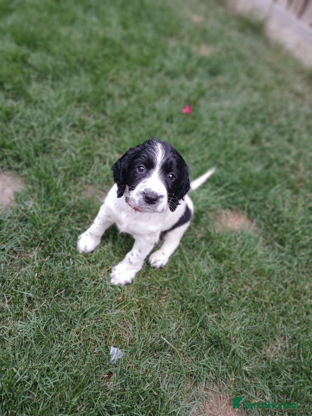 Sprocker dogs for sale: READY NOW !! 3 sprocker spaniels left  👀🏡✨️ in Wakefield - Image 35