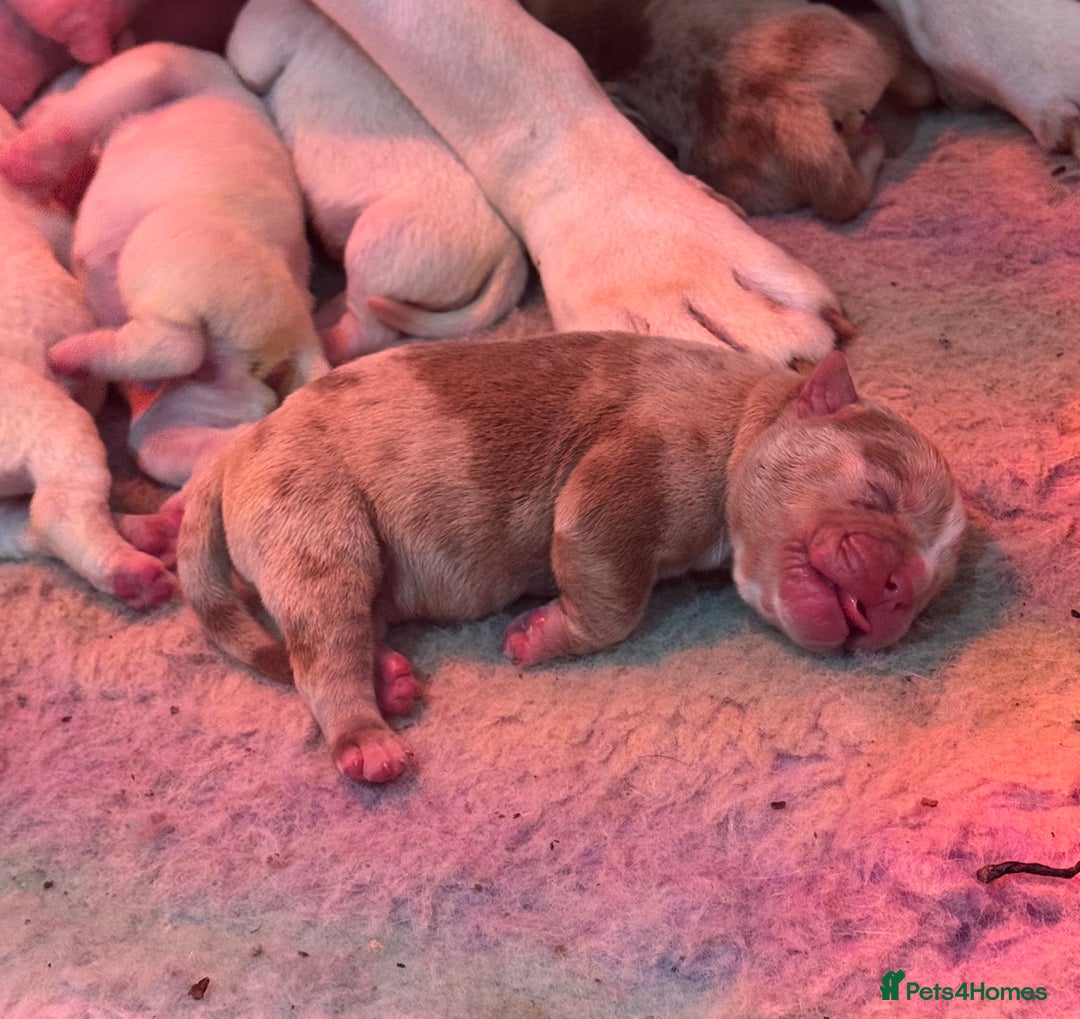 Olde English Bulldogge dogs for sale: (Reduced) Olde English Bulldogges puppies  - Advert 33