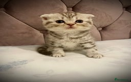 Scottish Fold cats for sale: Selling Adorable Scottish Fold & Straight Kittens - Image 9