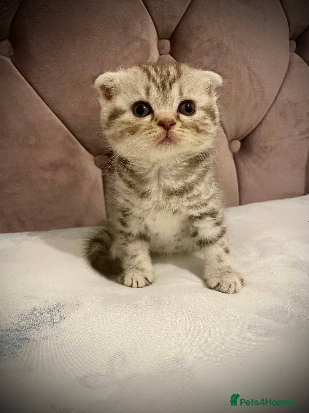 Scottish Fold cats for sale: Selling Adorable Scottish Fold & Straight Kittens - Image 9